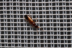 Paradromius
