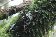 Asplenium tenuicaudatum