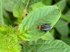 Disonycha triangularis