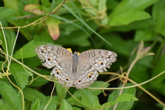 Junonia atlites