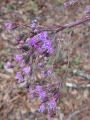Carphephorus odoratissimus