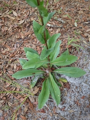 Carphephorus odoratissimus