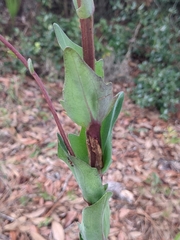 Carphephorus odoratissimus