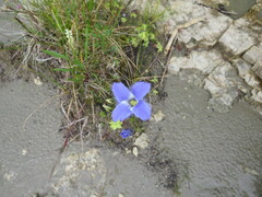 Gentianopsis