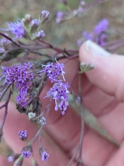 Carphephorus odoratissimus