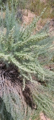 Artemisia filifolia