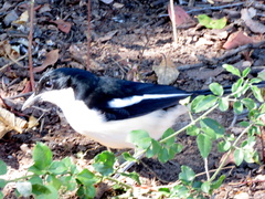 Laniarius bicolor sticturus