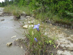 Gentianopsis