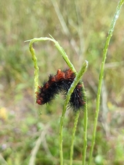 Hypercompe scribonia