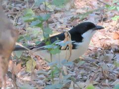 Laniarius bicolor sticturus