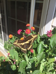 Heraclides cresphontes