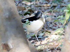 Laniarius bicolor sticturus