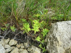 Pinguicula