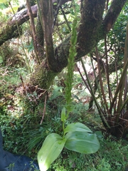 Platanthera micrantha