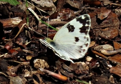 Pontia daplidice