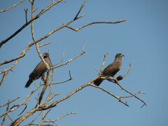 Rostrhamus sociabilis