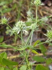 Eryngium aromaticum