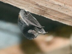 Chalinolobus picatus
