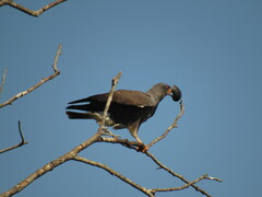 Rostrhamus sociabilis