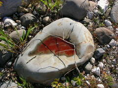 Haematococcus lacustris