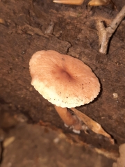 Collybiopsis peronata