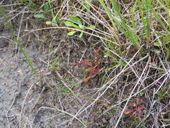 Drosera