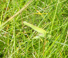 Phaneroptera falcata