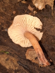 Collybiopsis peronata