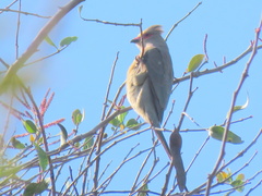 Urocolius indicus lacteifrons