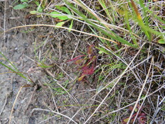 Drosera