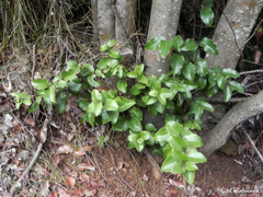 Cryptocarya alba