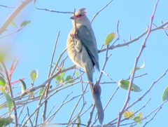 Urocolius indicus lacteifrons