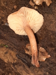 Collybiopsis peronata
