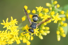 Euodynerus foraminatus