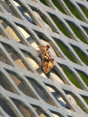 Autographa precationis