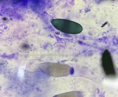 Podospora gigantea
