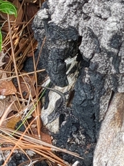 Sceloporus undulatus