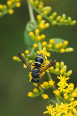 Euodynerus foraminatus