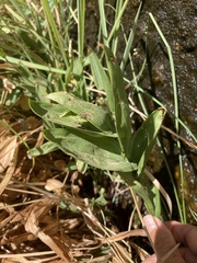Epipactis gigantea