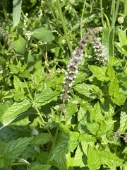 Stachys hispida