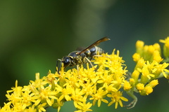 Euodynerus foraminatus