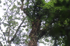 Drynaria volkensii