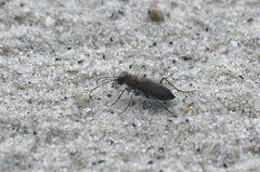 Cicindela hirticollis