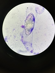 Podospora gigantea