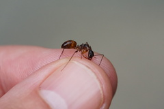 Camponotus americanus