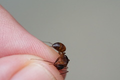 Camponotus americanus