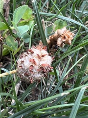 Trifolium fragiferum