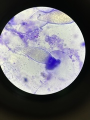 Podospora gigantea