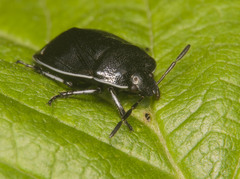 Sehirus cinctus