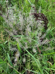 Brassicaceae